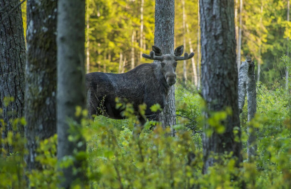 pexels photo 3722624 3722624 Moose standing among trees in lush Estonian forest during daylight.