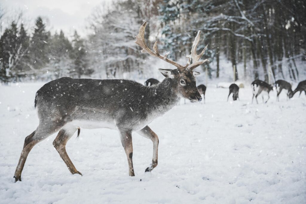 pexels photo 735988 735988 A stunning reindeer walking in a snowy forest in Bonn, Germany, capturing winter wildlife beauty.